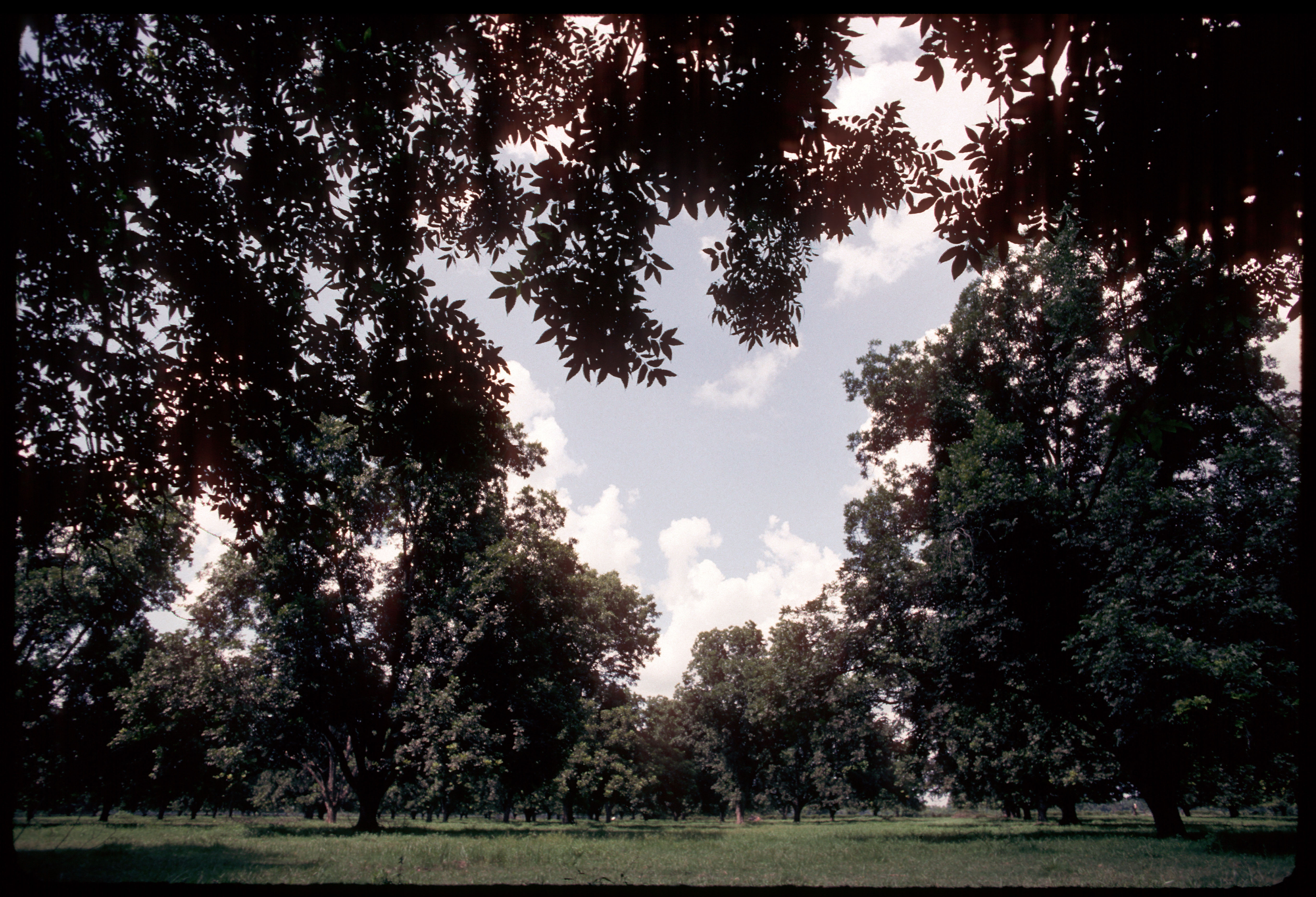 Diseases, insects featured at pecan growers meeting